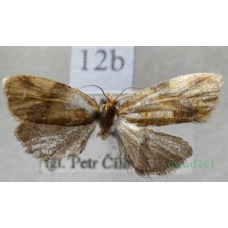 Epagoge grotiana (Fabricius, 1781) Czech12b